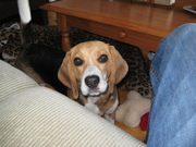 honden foto van Ester