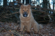 honden foto honden foto van leentje