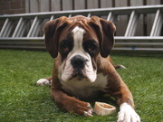 honden foto van Cynthia