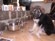 honden foto van J. van Schagen