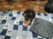 honden foto van jeanette van brussel