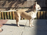 honden foto van chihuahua's