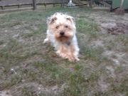 honden foto honden foto van Corinne Taekema