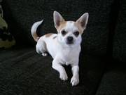 honden foto van vancoillie anne