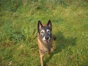 honden foto van julia