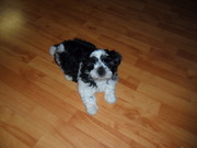 honden foto van Sonja&Marley