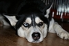 honden foto van André van der Linden
