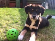 honden foto van Yuki