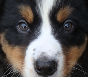 honden foto van Marie-Ange Decuypere