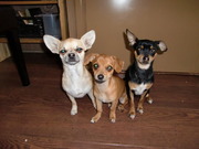 honden foto van Hummer, Prada en Turbo