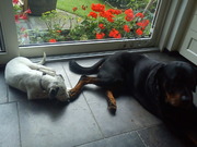 honden foto van mendy