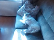 honden foto van petra