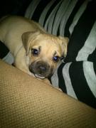 honden foto van Ess en Ballie