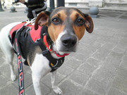 honden foto van Tobias lover