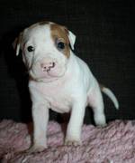 honden foto van Bram