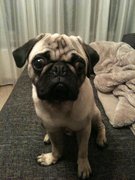 honden foto honden foto van Jovi