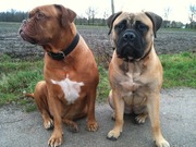 honden foto van Annemarie