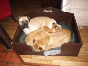 honden foto van frans de witte