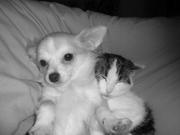 honden foto honden foto van Thinkerbell