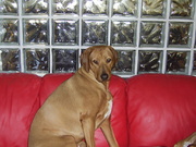 honden foto van Henry Hendrix