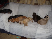 honden foto van CorienDraai