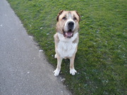 honden foto honden foto van Samantha Jessie