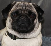 honden foto van Monique