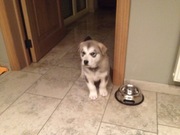 honden foto honden foto van Quirre