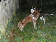 honden foto van Sandra Canoa