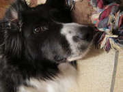 honden foto van Dille