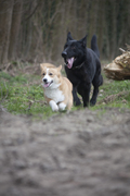 honden foto honden foto van ange