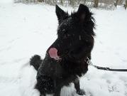 honden foto van Hannah