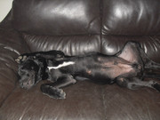 honden foto van igor