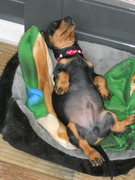 honden foto van gerty moonen