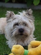 honden foto van naninga