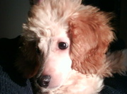 honden foto van San baasje van Jacy