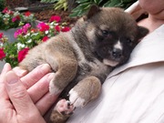 honden foto van corine