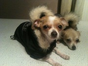 honden foto honden foto van Danny Hulst