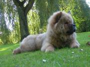 honden foto van lisazanders