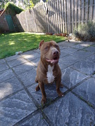 honden foto van kristof