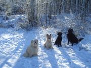 honden foto van Mimi 