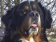 honden foto van Pauwels Patrick
