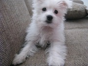 honden foto van Lianne