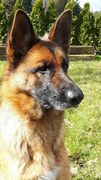 honden foto van wisnare