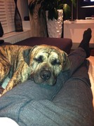 honden foto van kevin