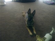 honden foto van kobus