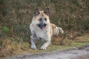 honden foto van Rabius