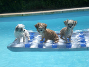honden foto van Lieke