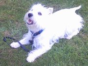 honden foto van Buddy