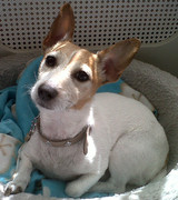 honden foto van Patricia